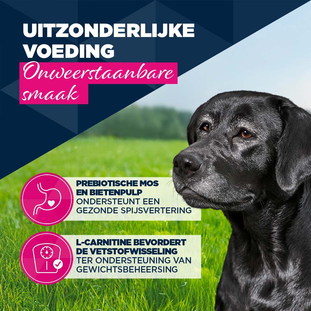 Eukanuba Senior Paté  - Hondenvoer - 400 Gram - lam