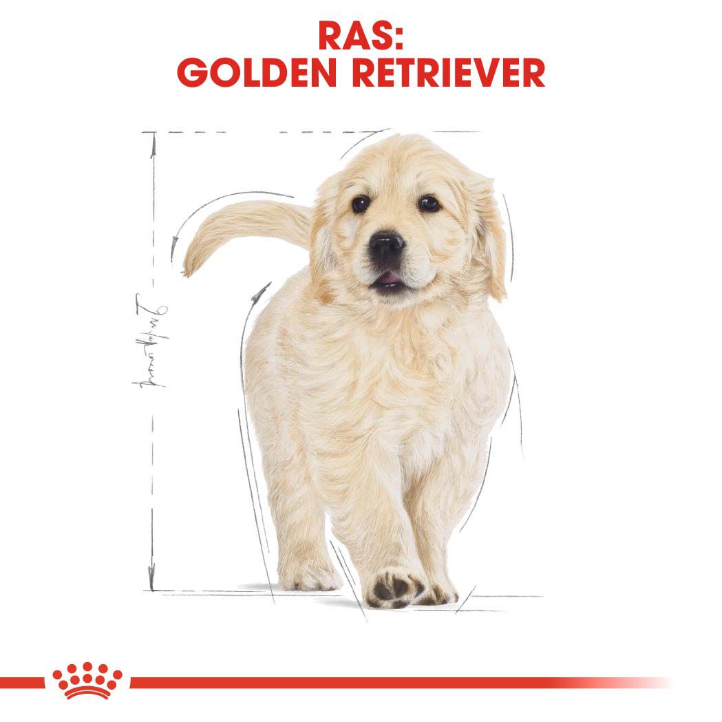 Royal Canin Golden Retriever Junior - Hondenvoer - 12 Kilogram - gevogelte