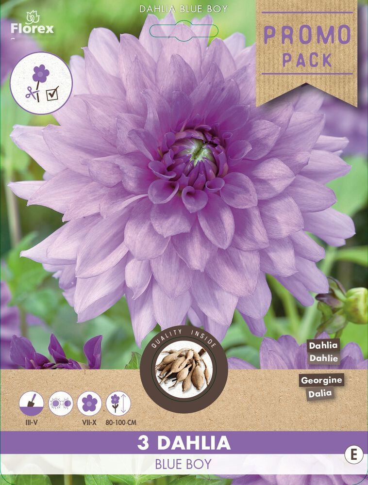 Florex Dahlia Blue Boy - Bloembollen