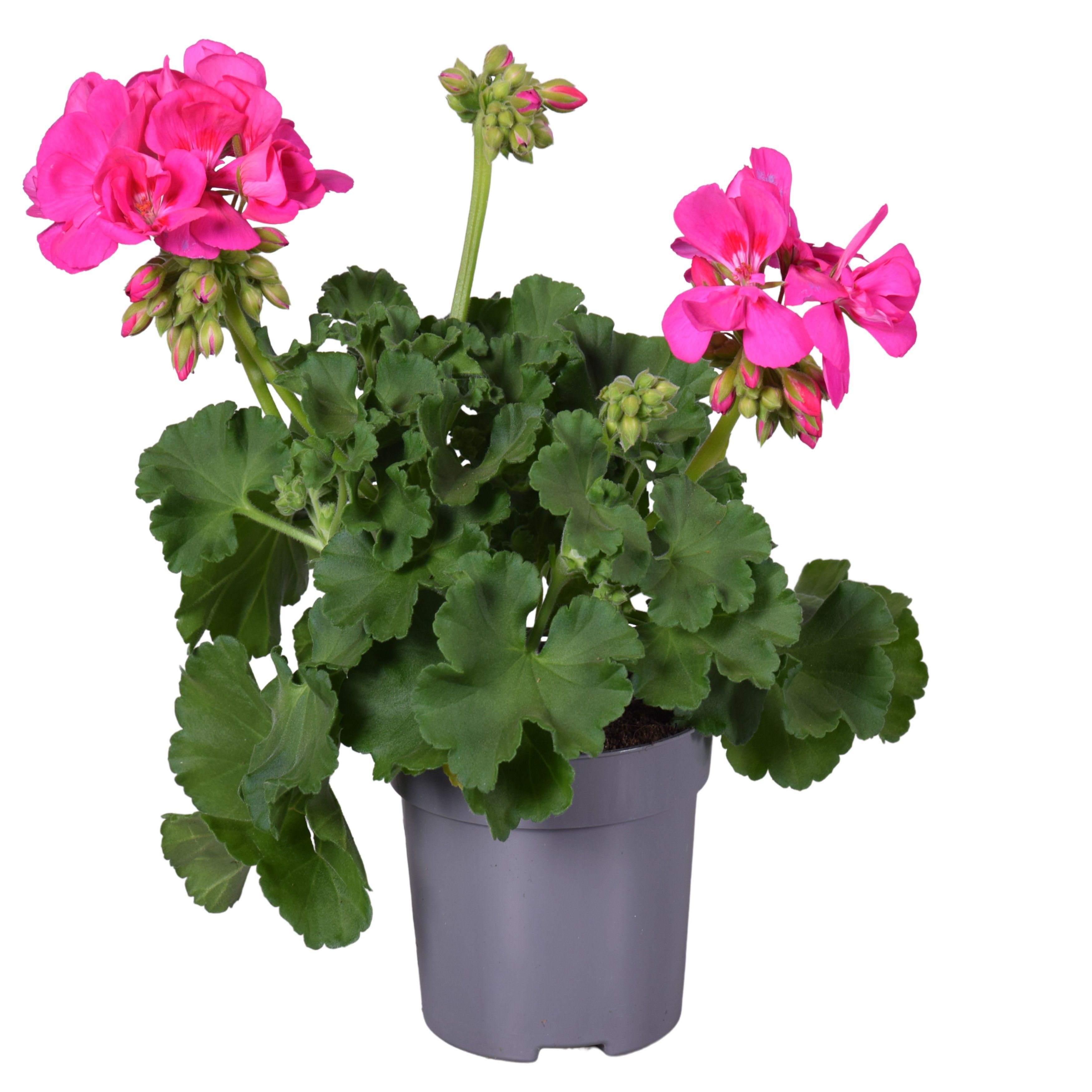 Geranium - Eenjarige planten - Diverse kleuren