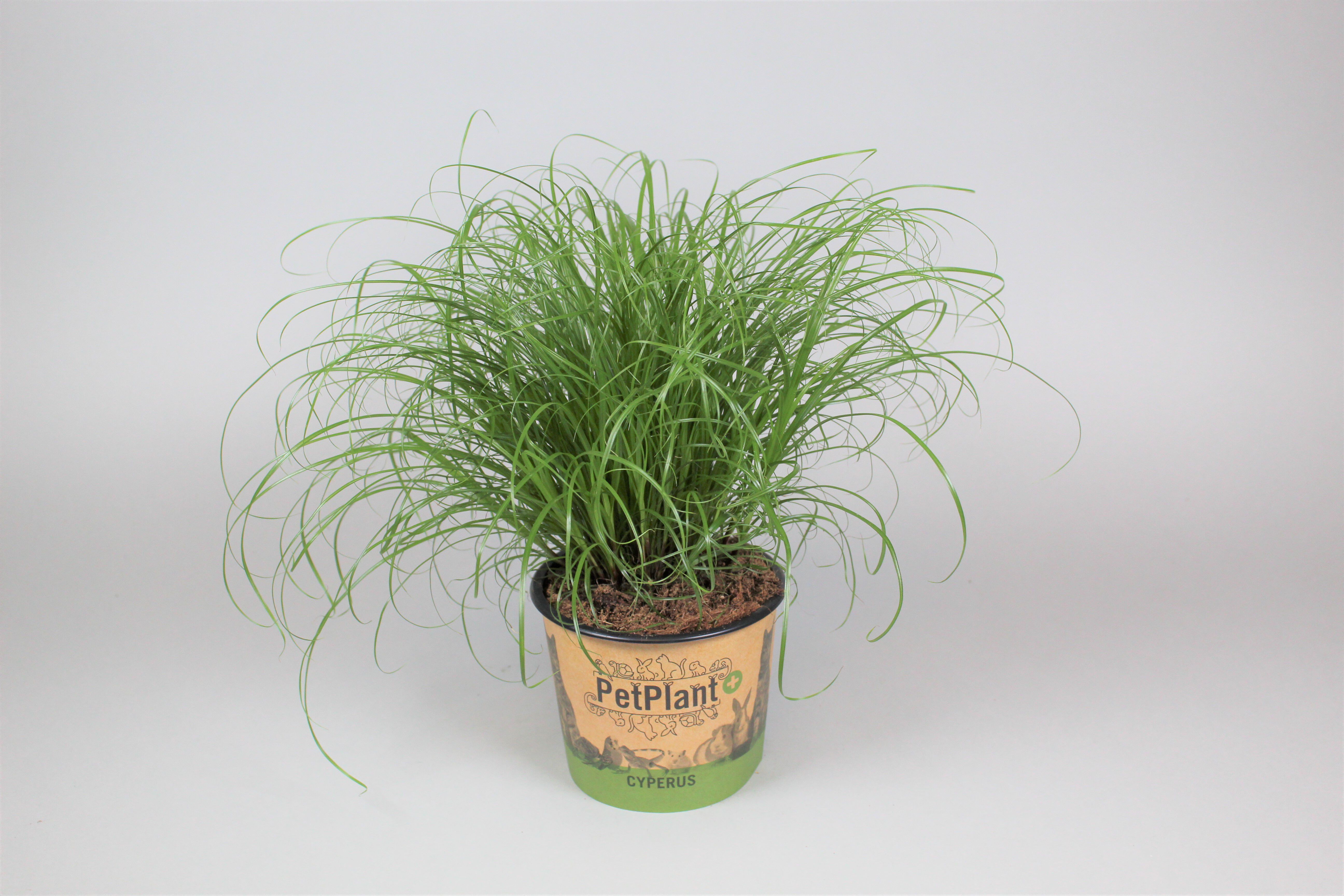 Kattengras (Cyperus) - Kamerplant