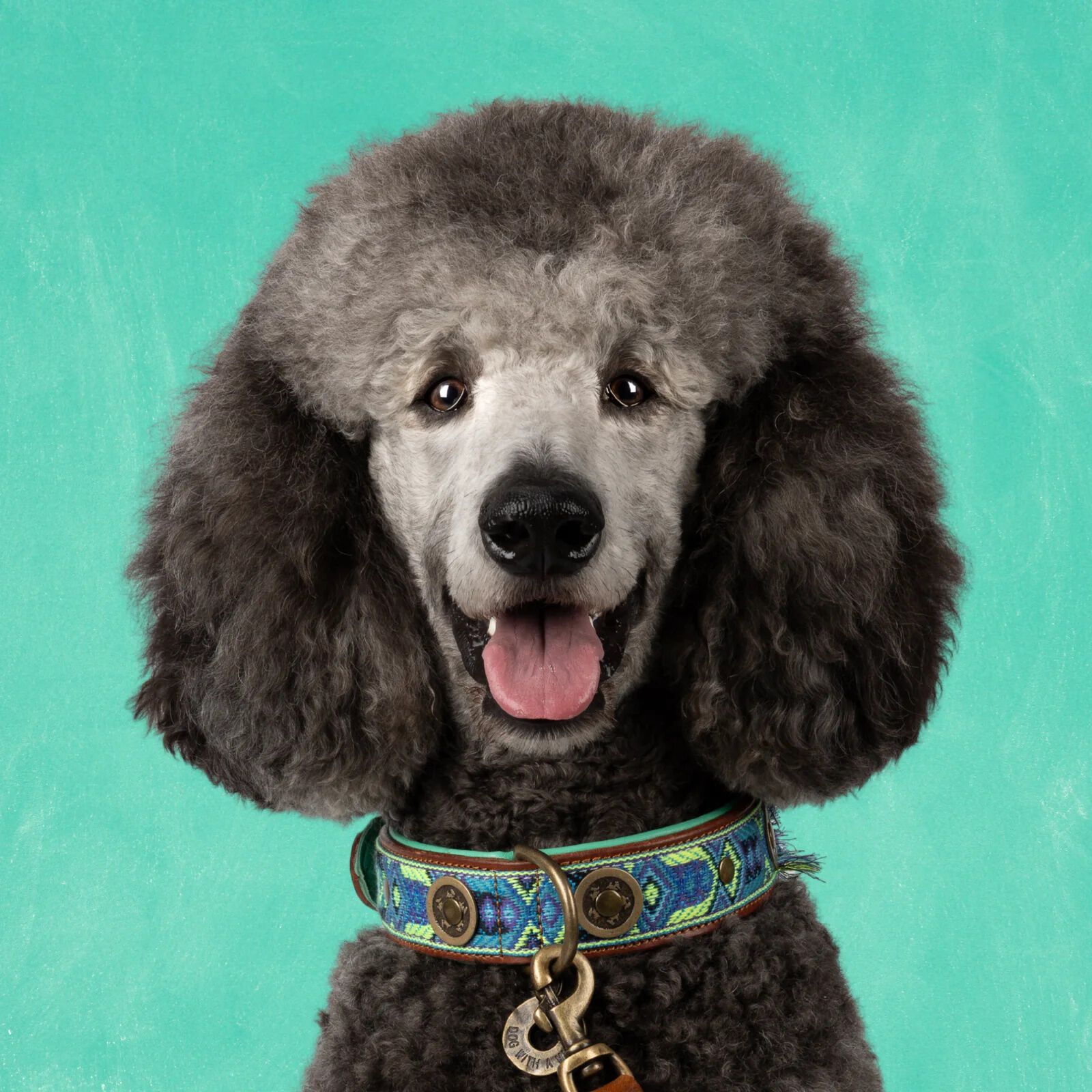 Dwam Juan - Halsband Hond - Blauw - 22 tot 24 cm