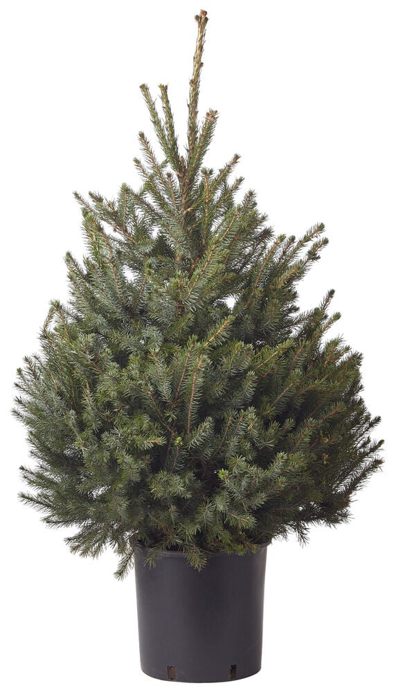 Omorika in pot - Kerstboom - 80 cm Omorika in pot - Kerstboom - 80 cm