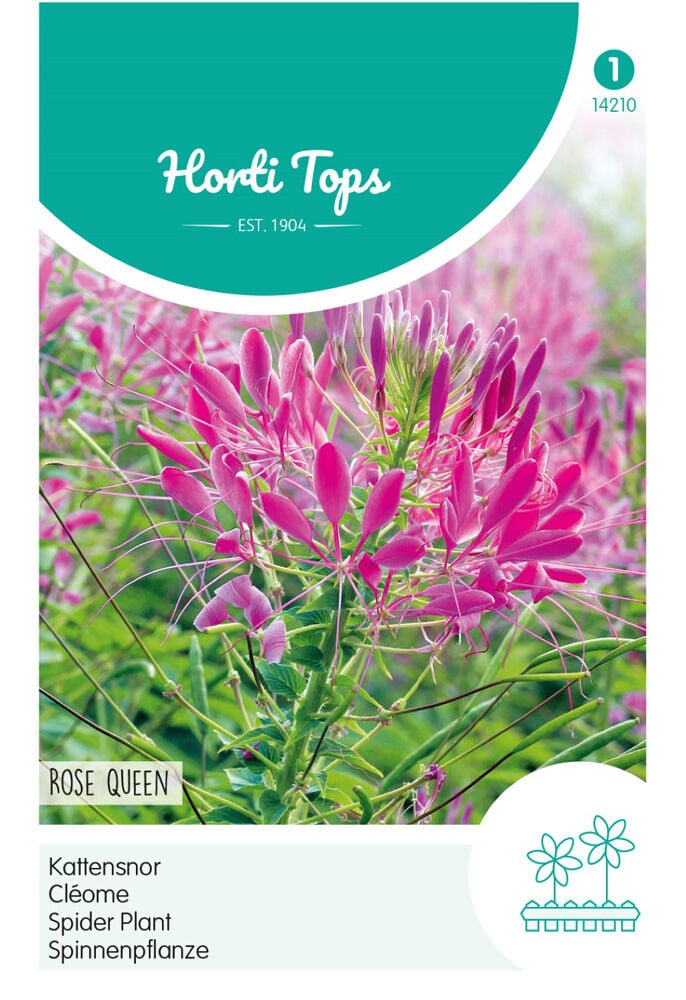 Hortitops Kattensnor Rose Queen - Bloemzaden Hortitops Kattensnor Rose Queen - Bloemzaden