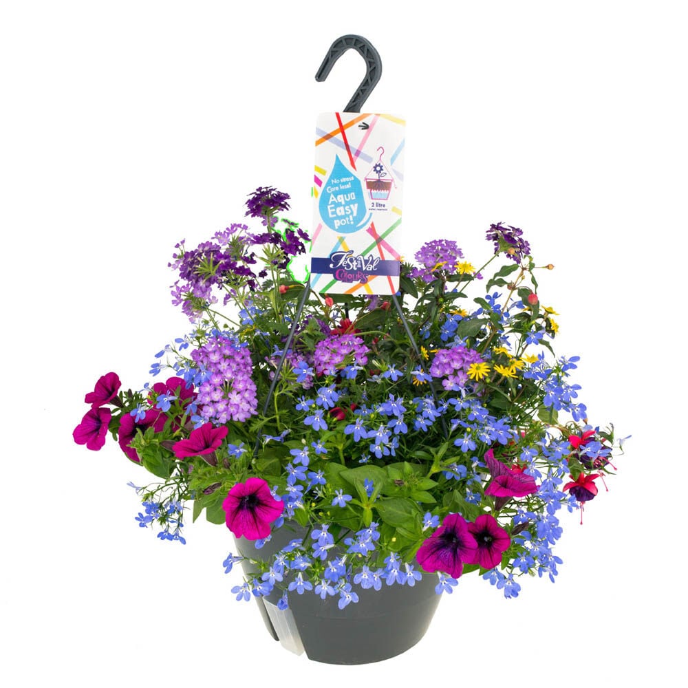 Festival Colours Perkplanten mix - Eenjarige planten - Diverse kleuren