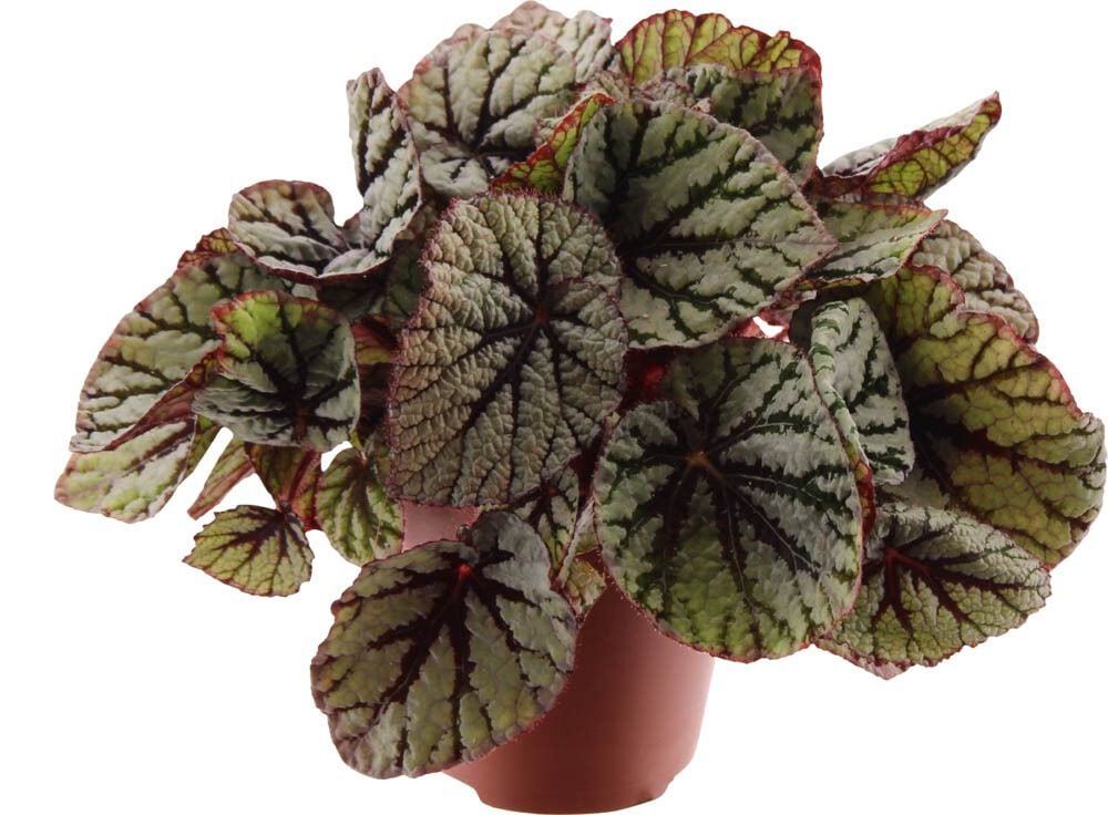 Bladbegonia - Kamerplant - 25 cm