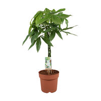 Pachira Aquatica (geldboom) - Kamerplant - 21 cm