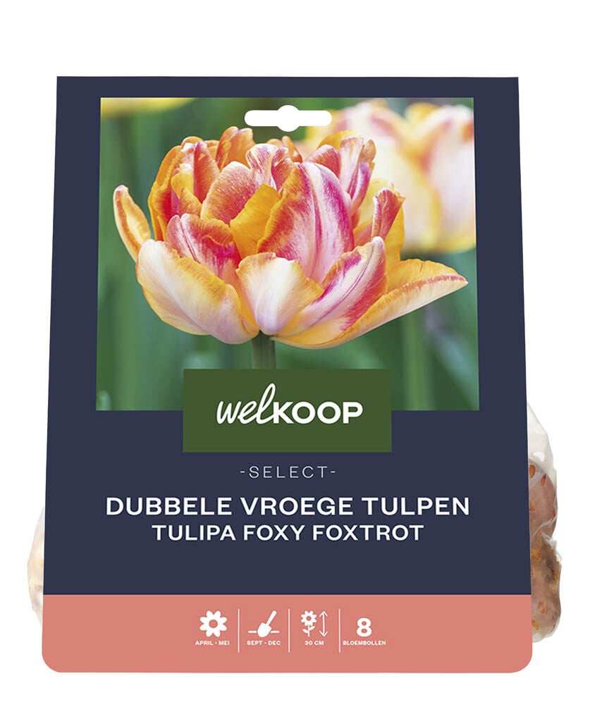 Welkoop Select Dubbele Tulp Ingrid - Bloembollen