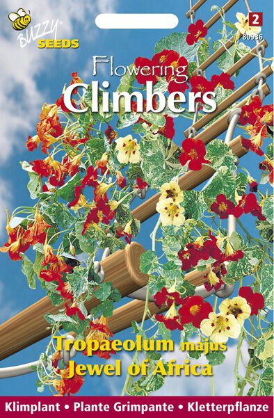 Buzzy Climbers Tropaelum Jewel of Africa - Bloemzaden Buzzy Climbers Tropaelum Jewel of Africa - Bloemzaden
