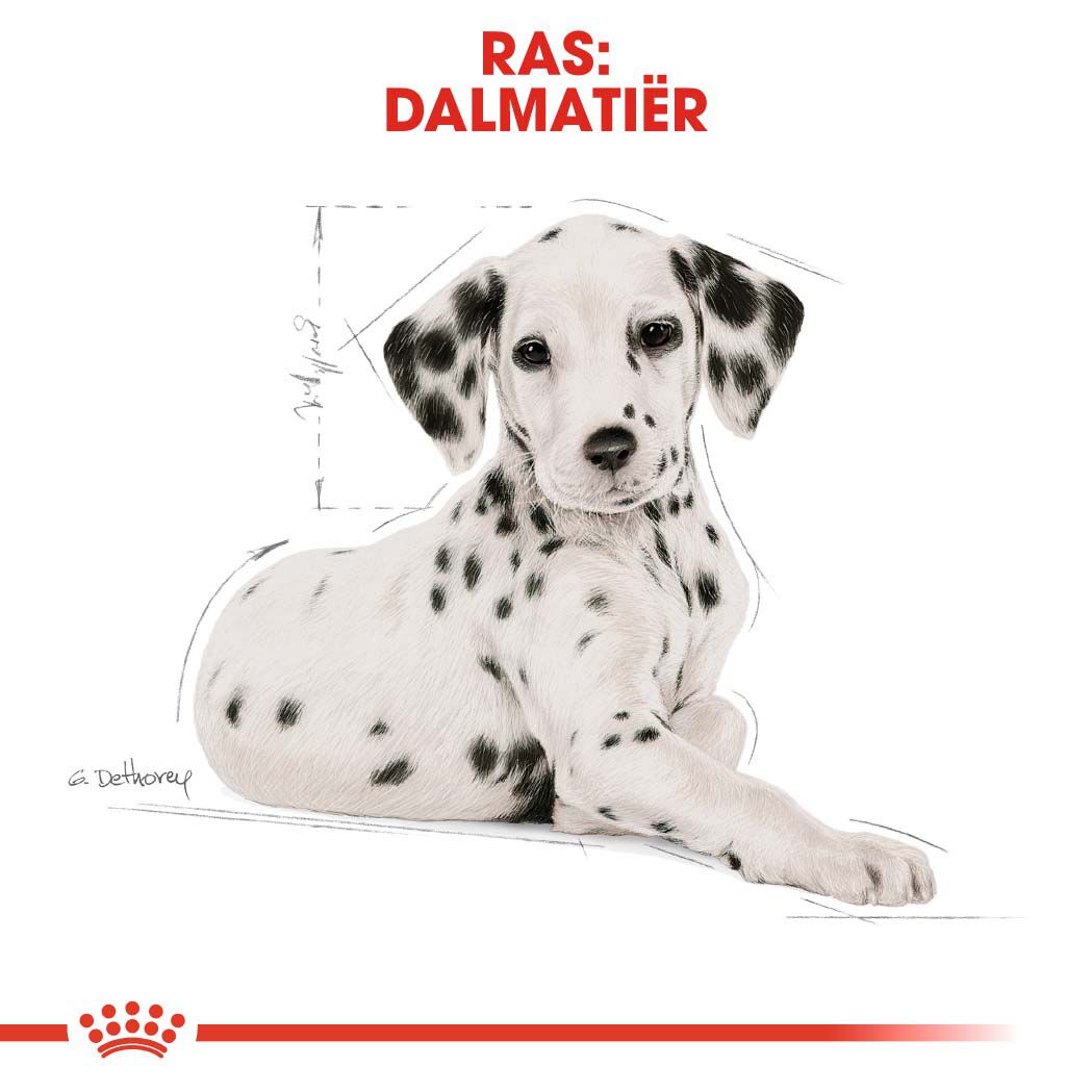 Royal Canin Dalmatian  Junior - Hondenvoer - 12 Kilogram - gevogelte
