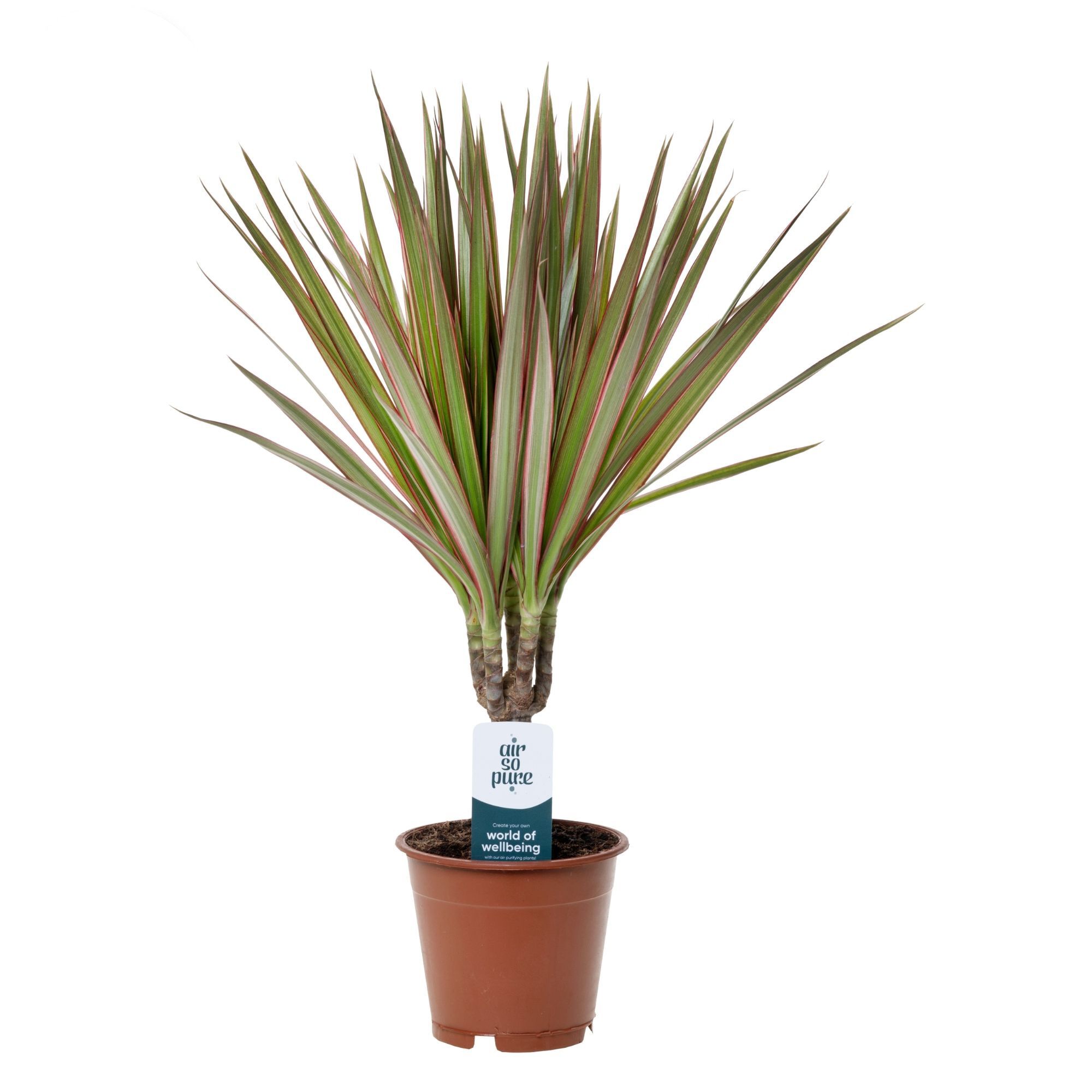 Dracaena - Kamerplant