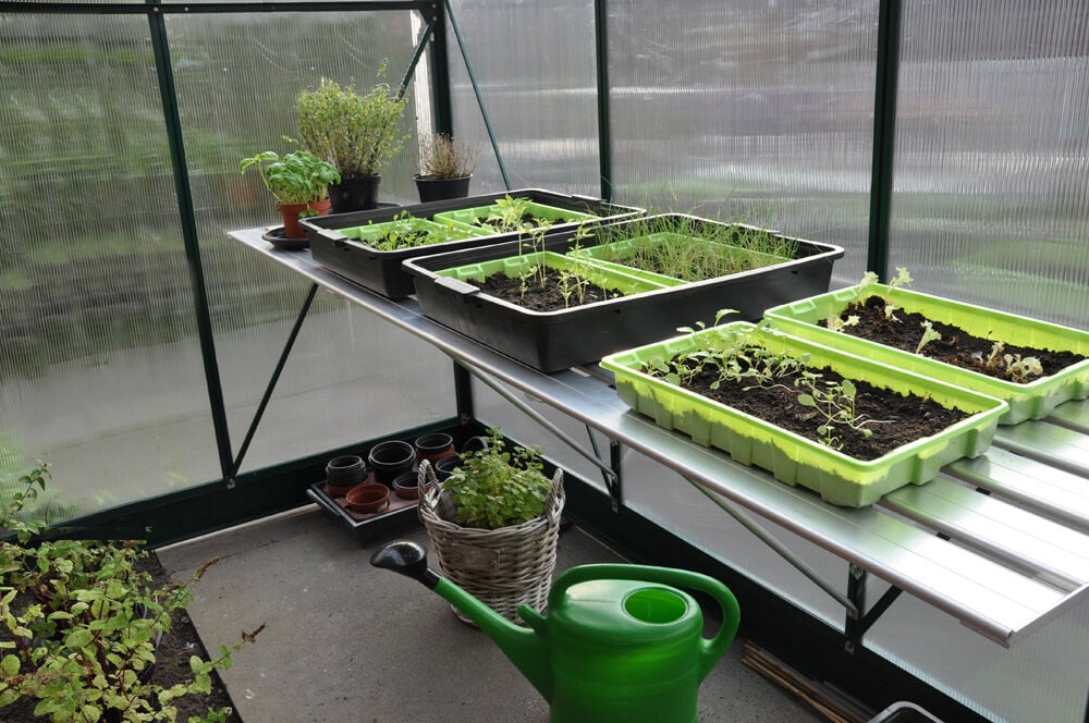 ROYAL WELL Grower - Kweektafel - M