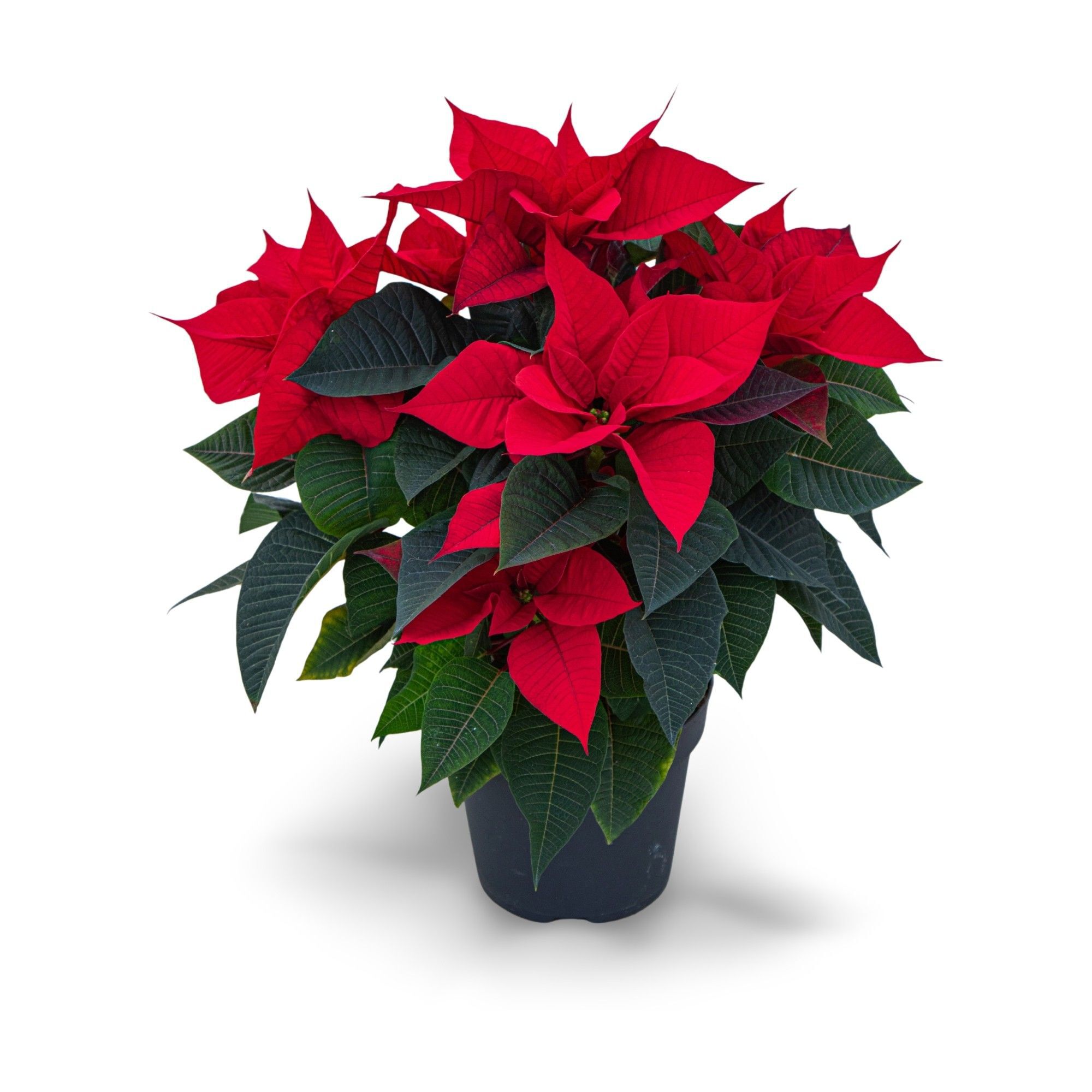 Kerstster (Euphorbia Pulcherrima) - Kamerplant