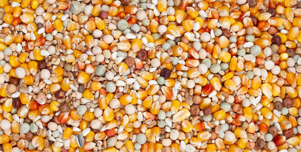 Beyers Original Sport - Duivenvoer - 25 Kilogram