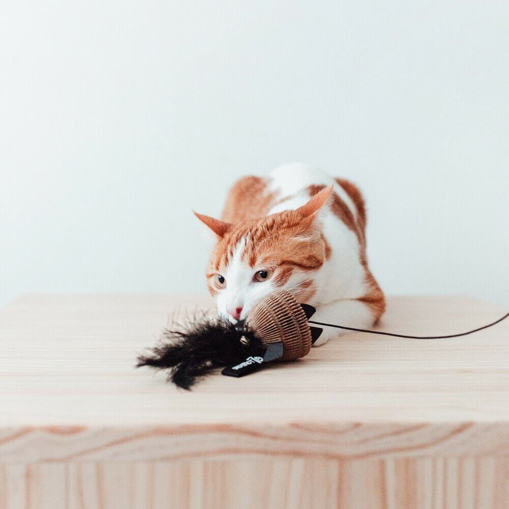 District 70 BAIT - Kattenhengel - Zwart