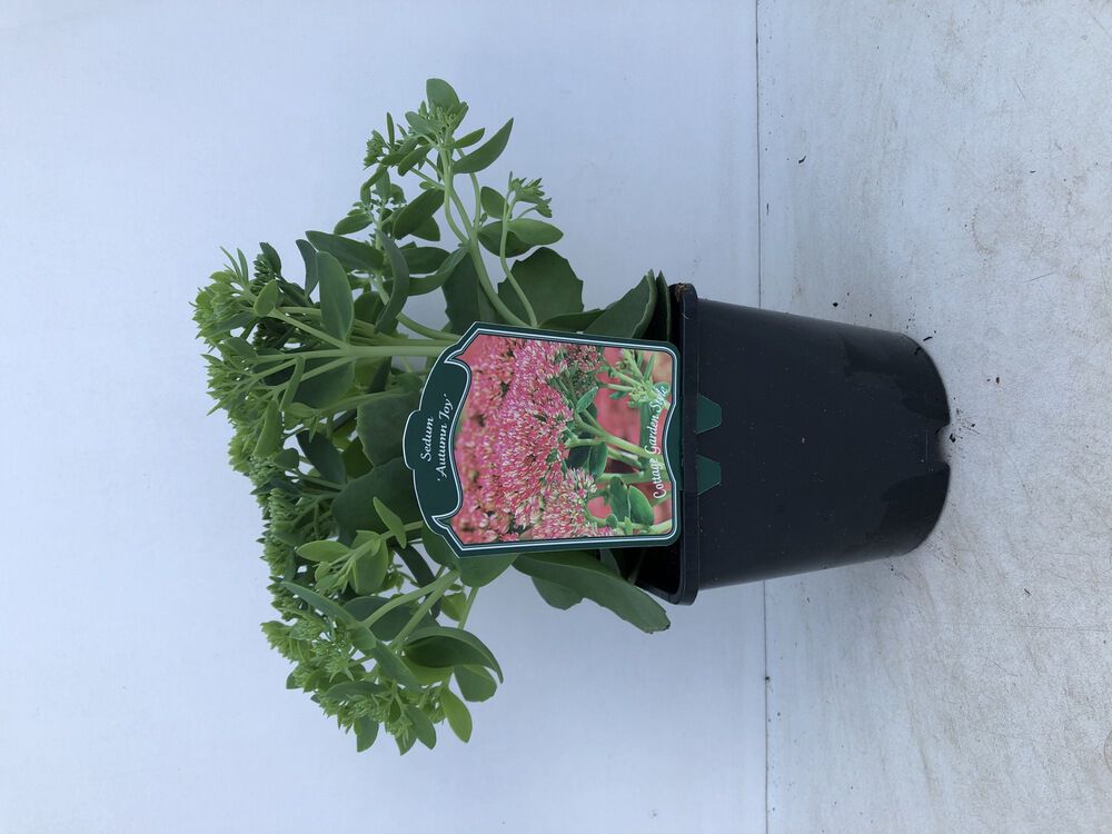 Mix - Vaste planten -