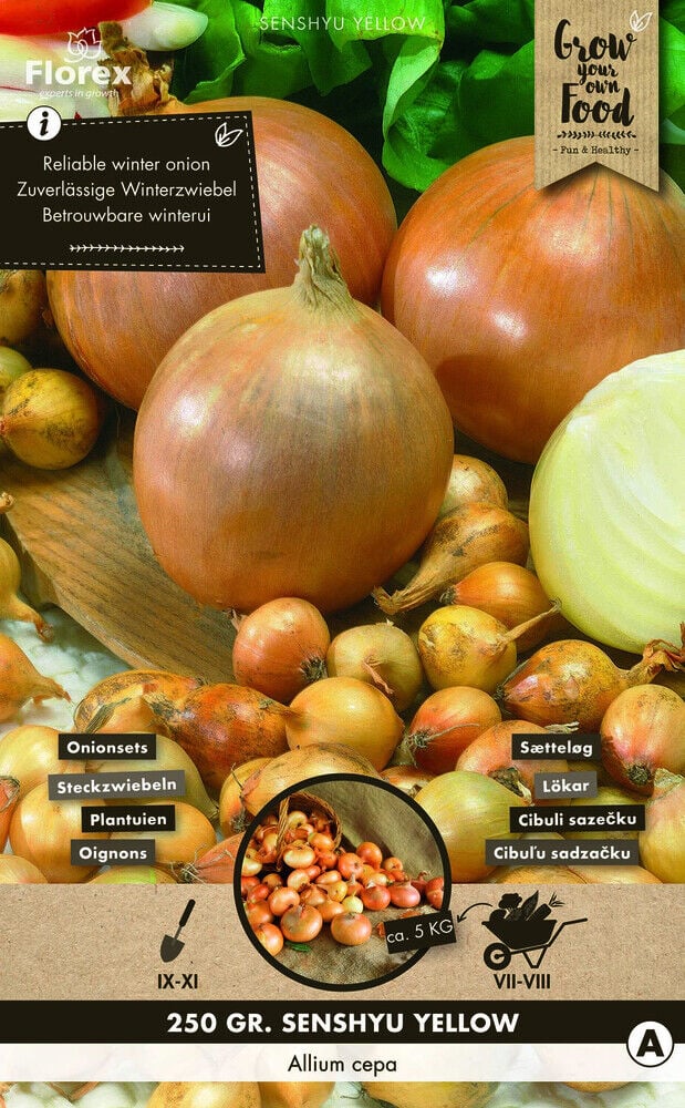 Florex Senshyu yellow - Plantuien