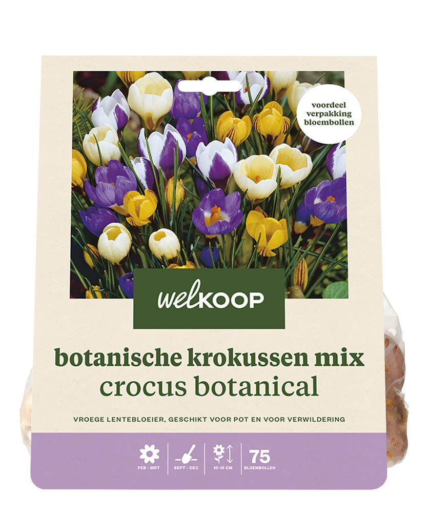 Welkoop Krokus Heidi - Bloembollen