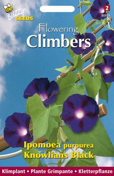 Buzzy Climbers Ipomoea Knolians - Bloemzaden Buzzy Climbers Ipomoea Knolians - Bloemzaden