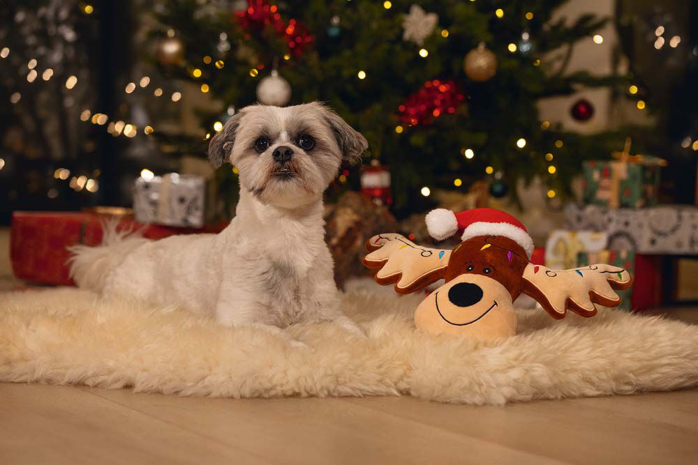 Beeztees Rudolph - Knuffel - Hondenspeelgoed - Bruin - 8x23x7.5 cm
