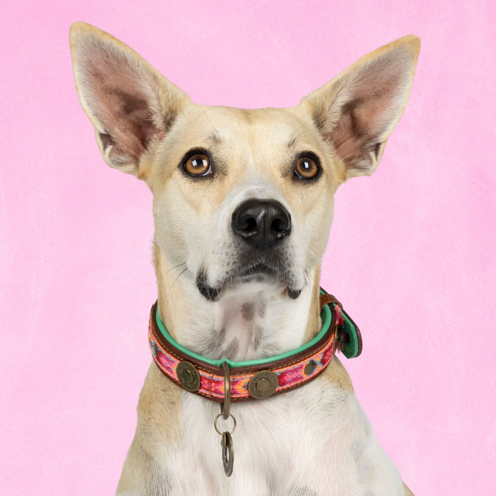 Dwam Rosa - Halsband Hond - Roze - 22 tot 24 cm