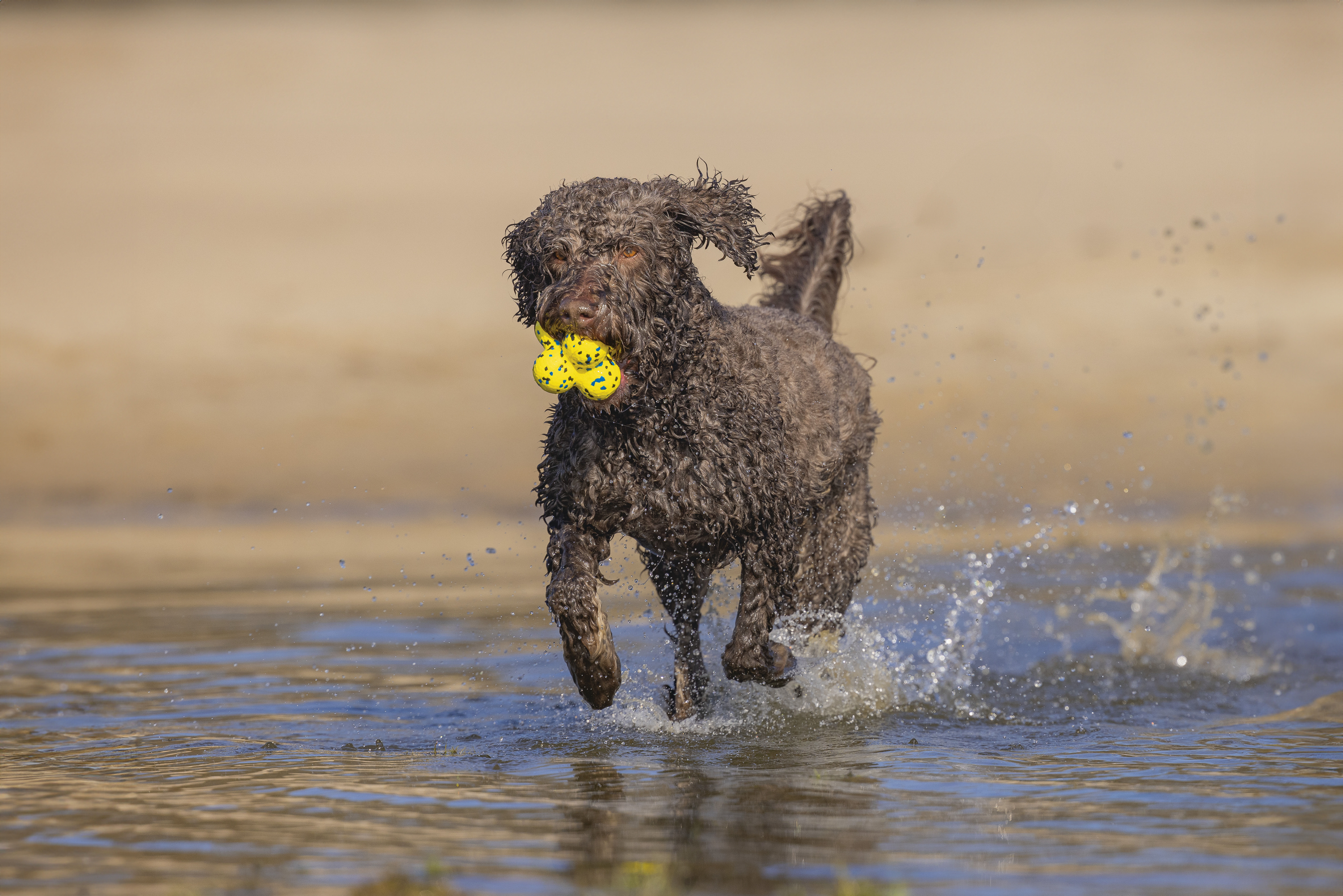 Beeztees Fetch Foam Atoom - Apporteren - Hondenspeelgoed 