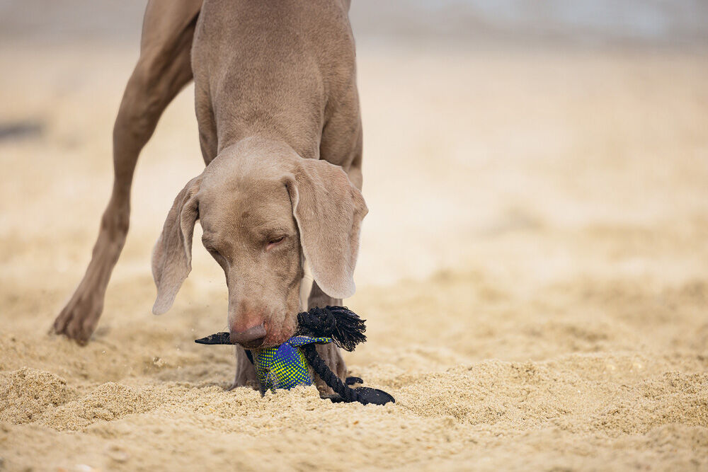 Beeztees Dummy Eend - Apporteren - Hondenspeelgoed - Blauw - 55.5x10x6 cm