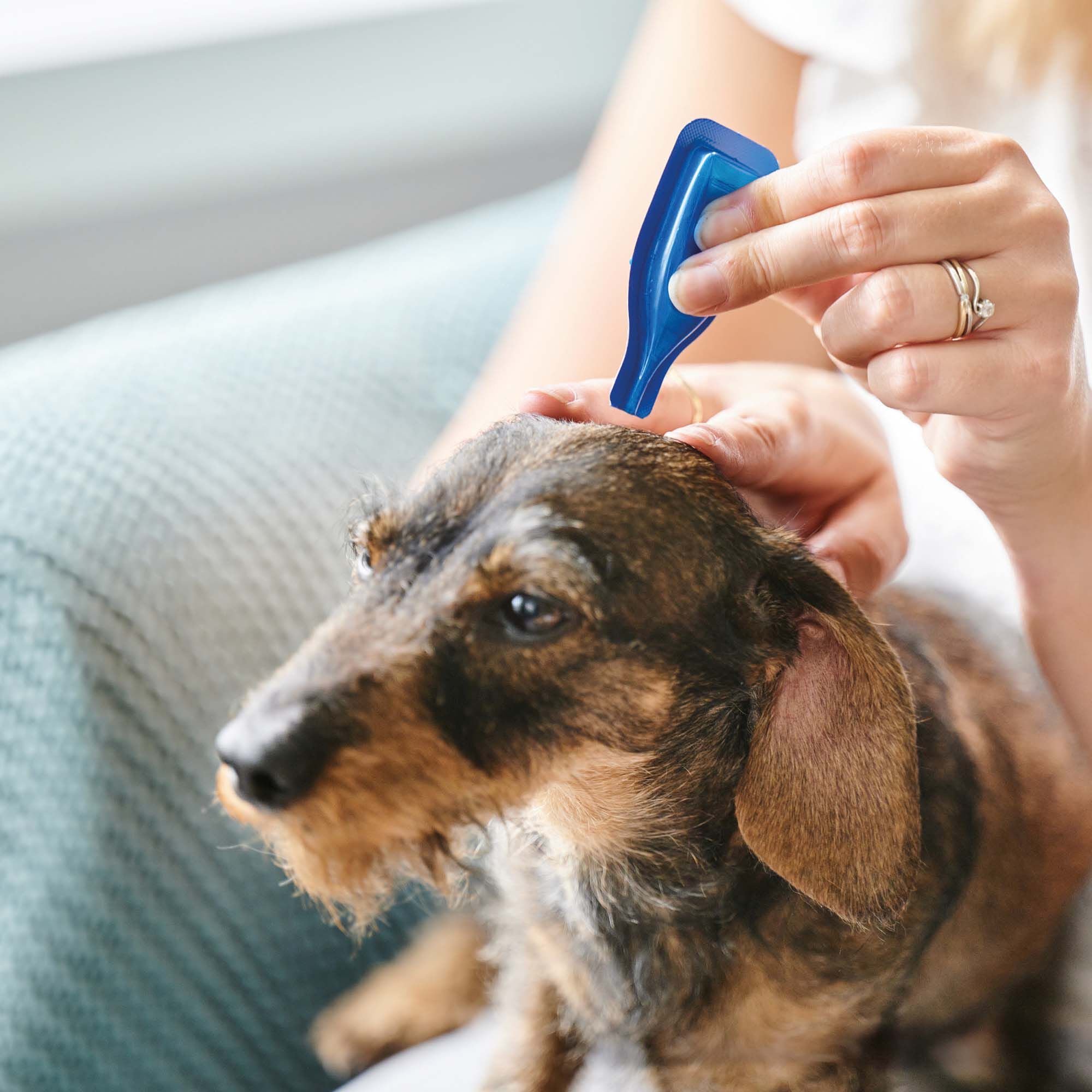Beaphar No Stress Hond  - Kalmeringsmiddel - 3 Stuks