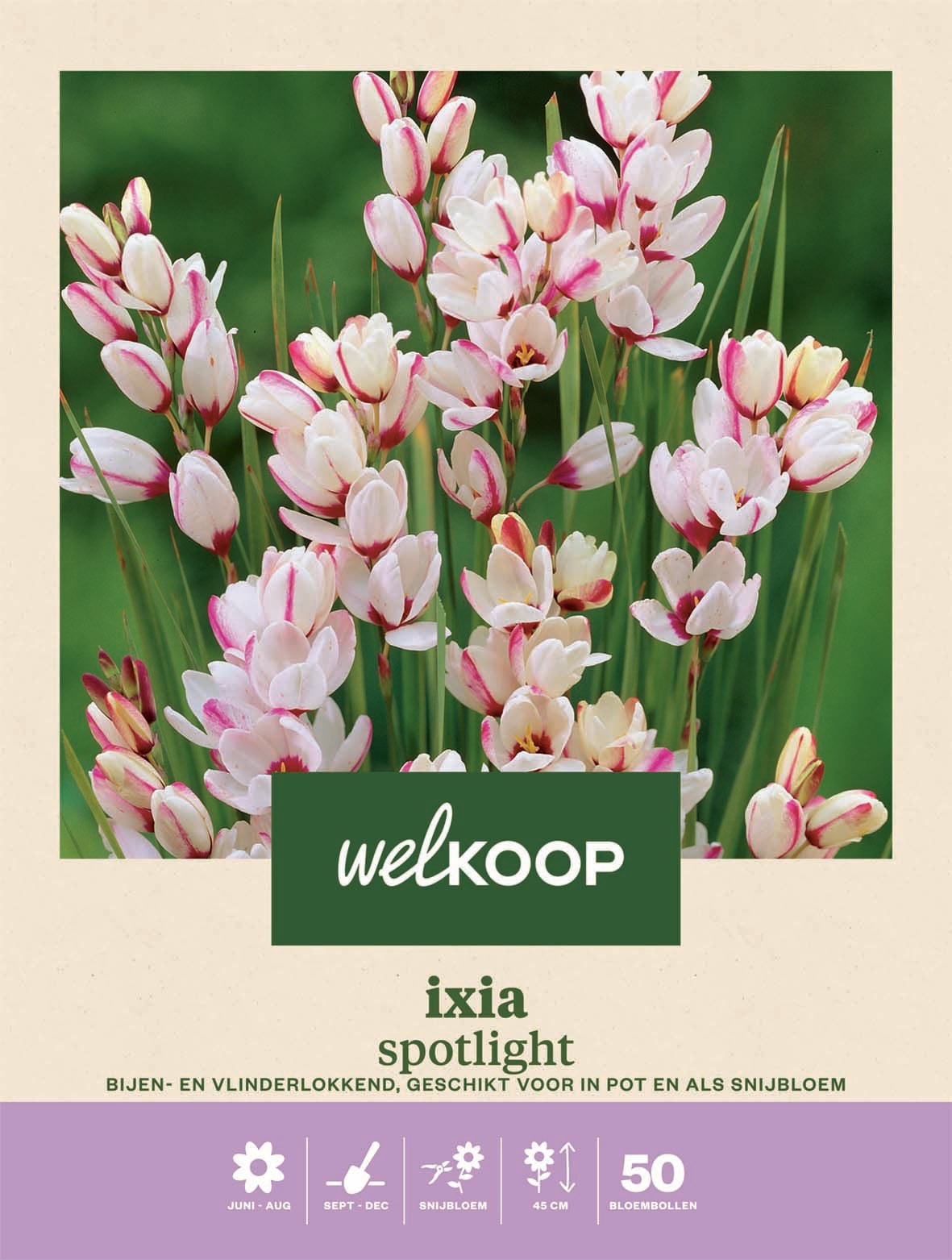 Welkoop Ixia Spotlight - Bloembollen