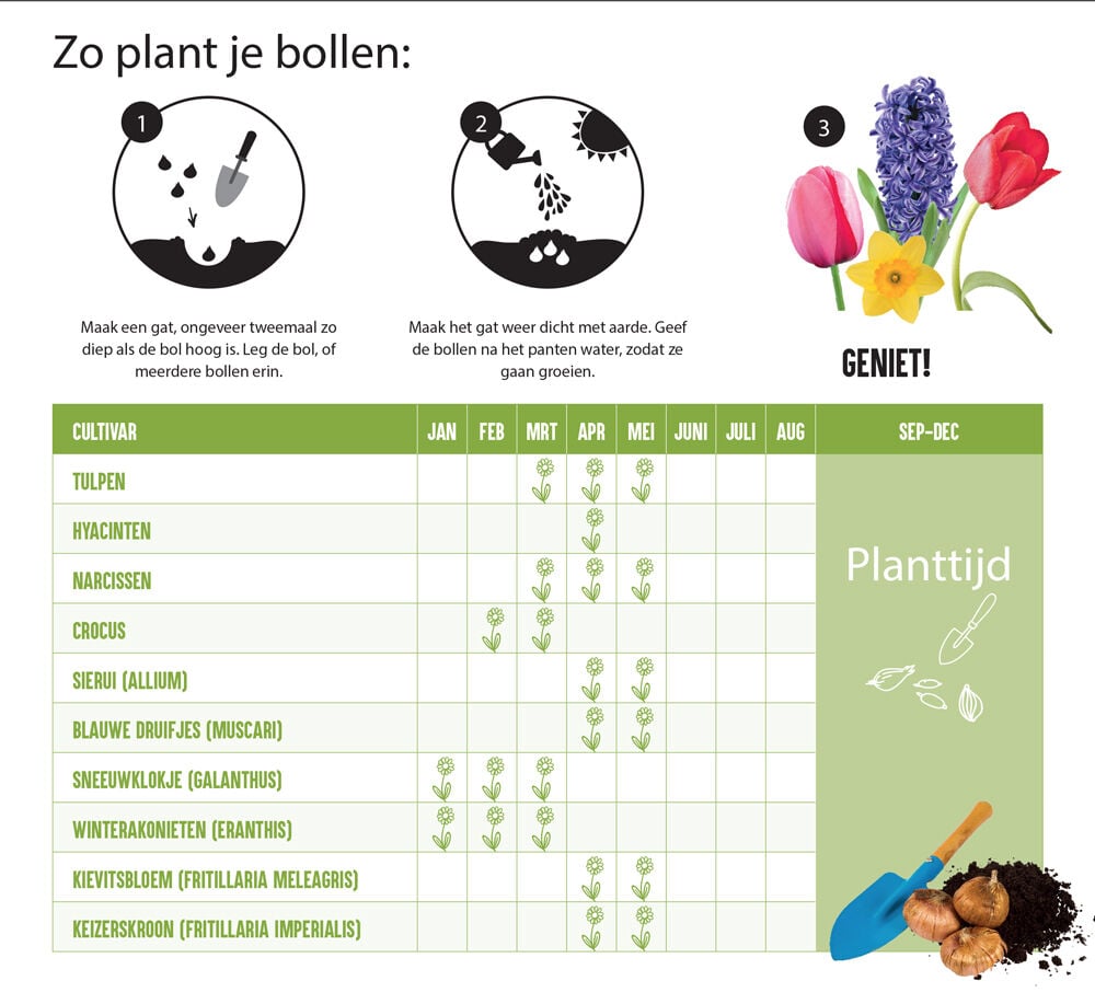 Florex Narcissen Voordeelverpakking  - Bloembollen