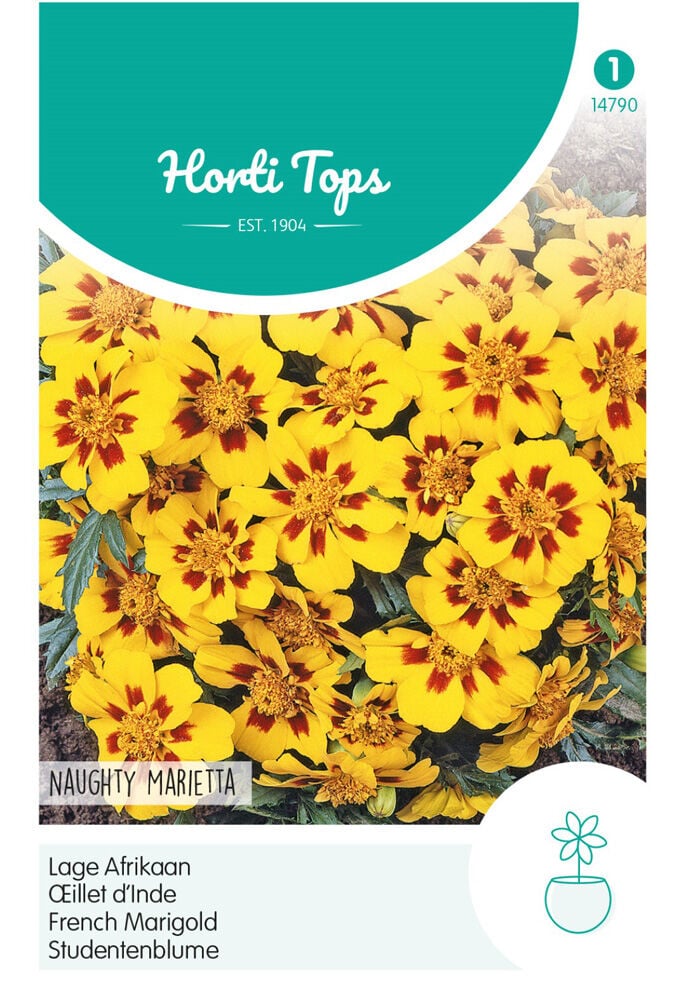 Hortitops Lage Afrikaan Naugthy Marietta - Bloemzaden