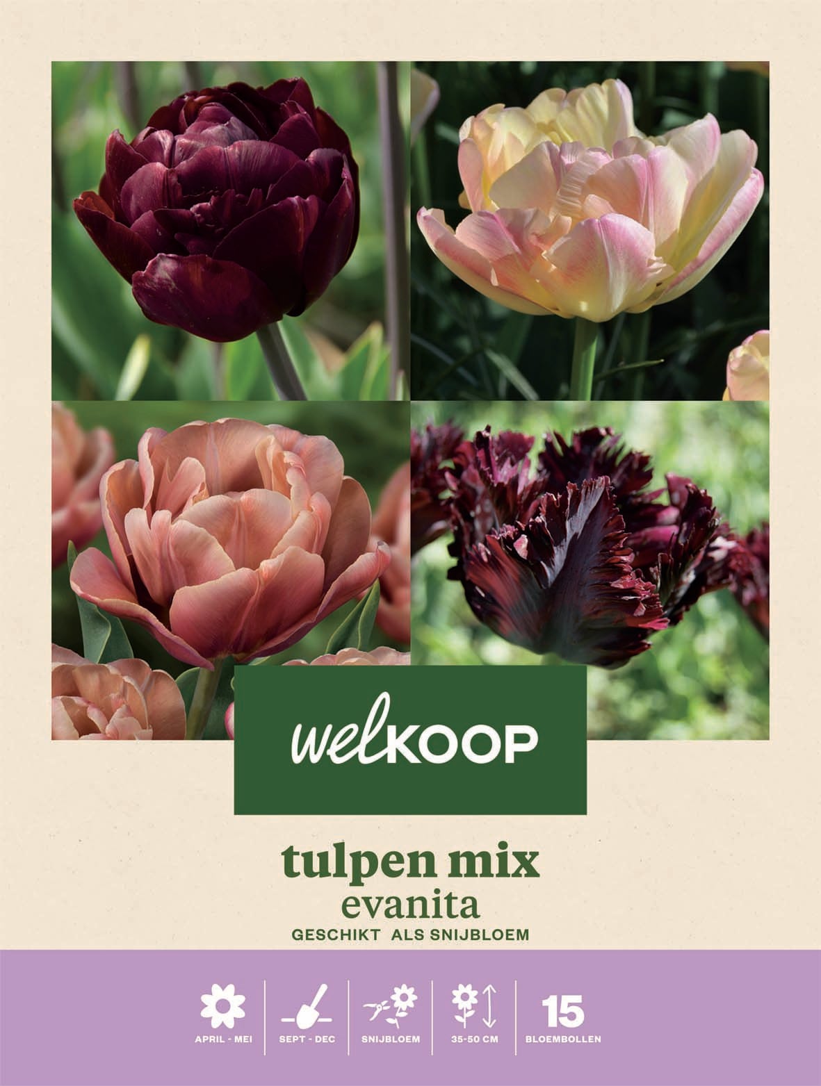 Welkoop Tulpen mix Evanita - Bloembollen