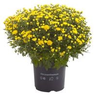 Bolchrysant - Eenjarige plant - Diverse kleuren