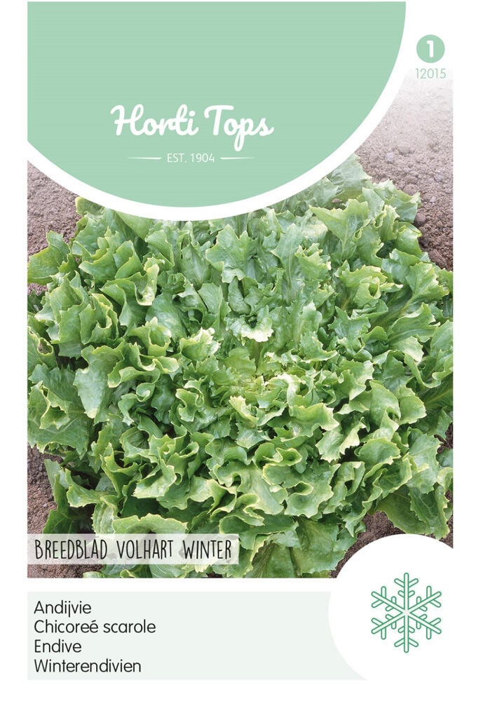 Hortitops Andijvie Cichorium endivia Breedblad Volhart Winter - Groentezaden