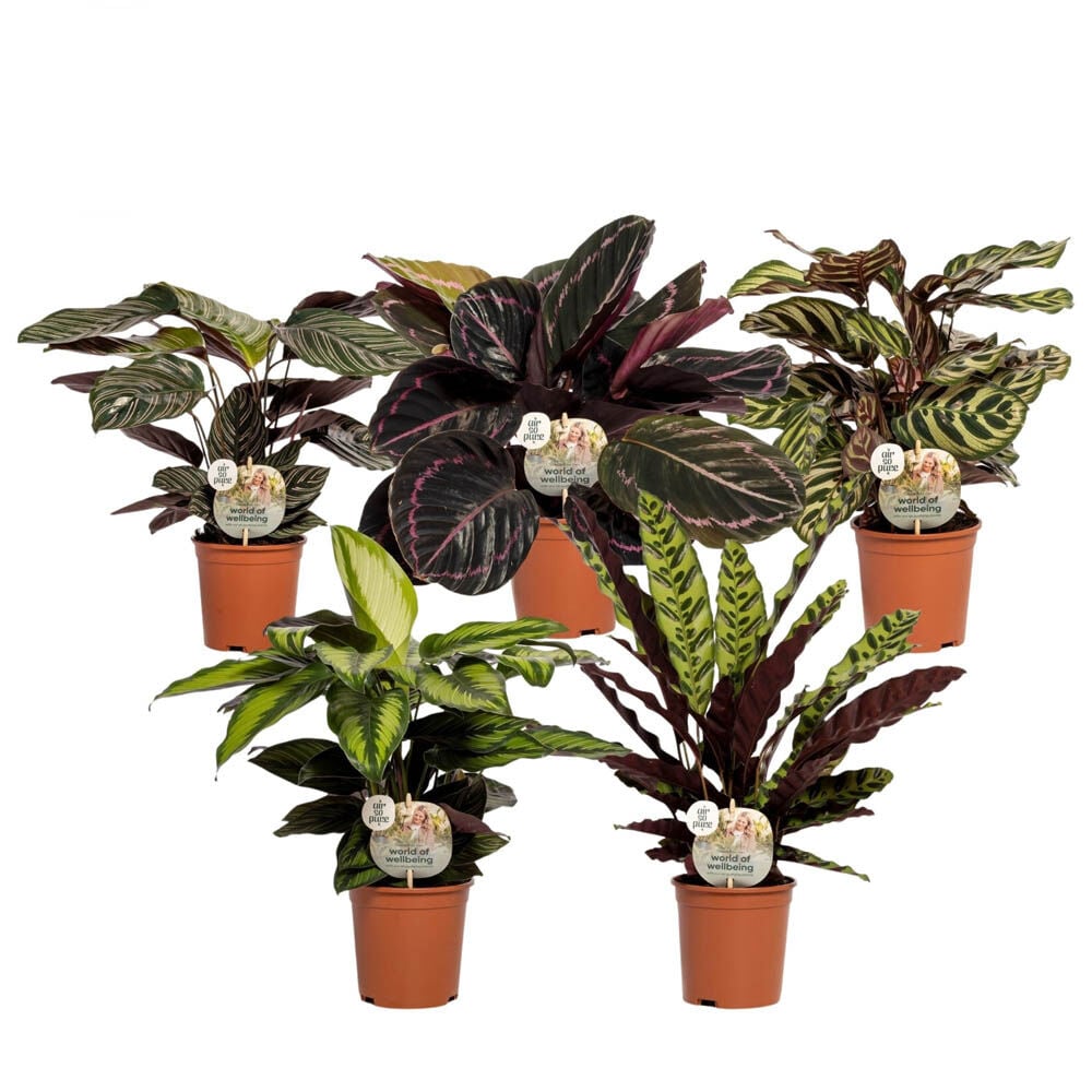Calathea Mix - Kamerplant Calathea Mix - Kamerplant