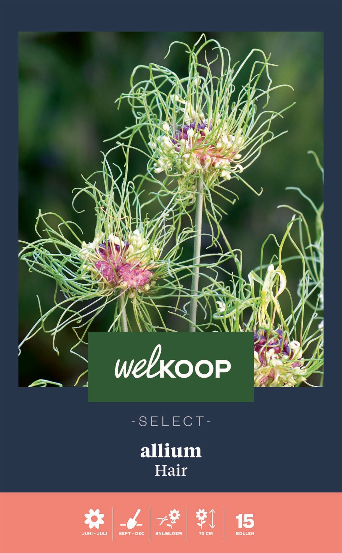 Welkoop Select Allium Hair - Bloembollen Welkoop Select Allium Hair - Bloembollen