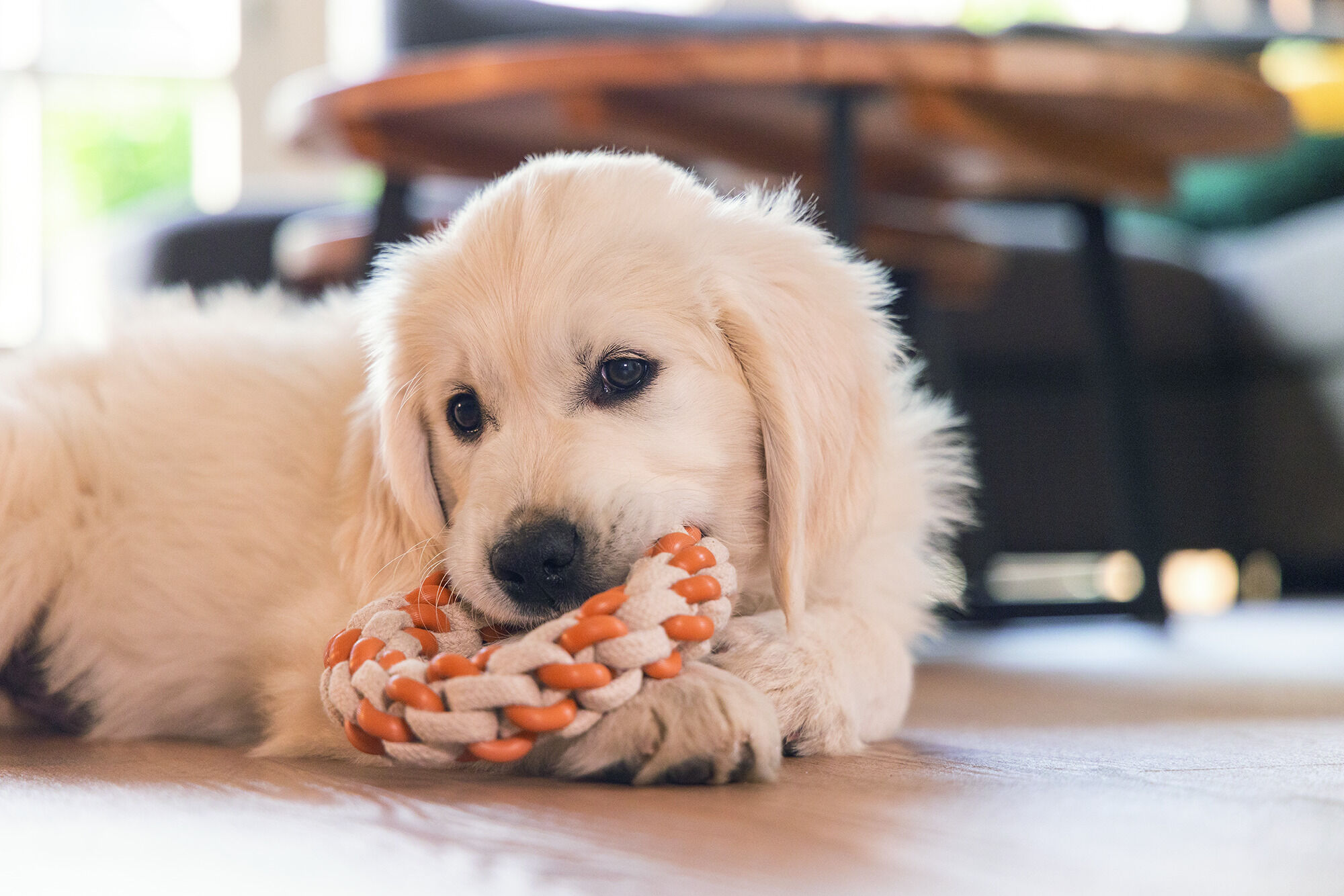  Beeztees Dental Touwring Mik - Puppyspeelgoed 