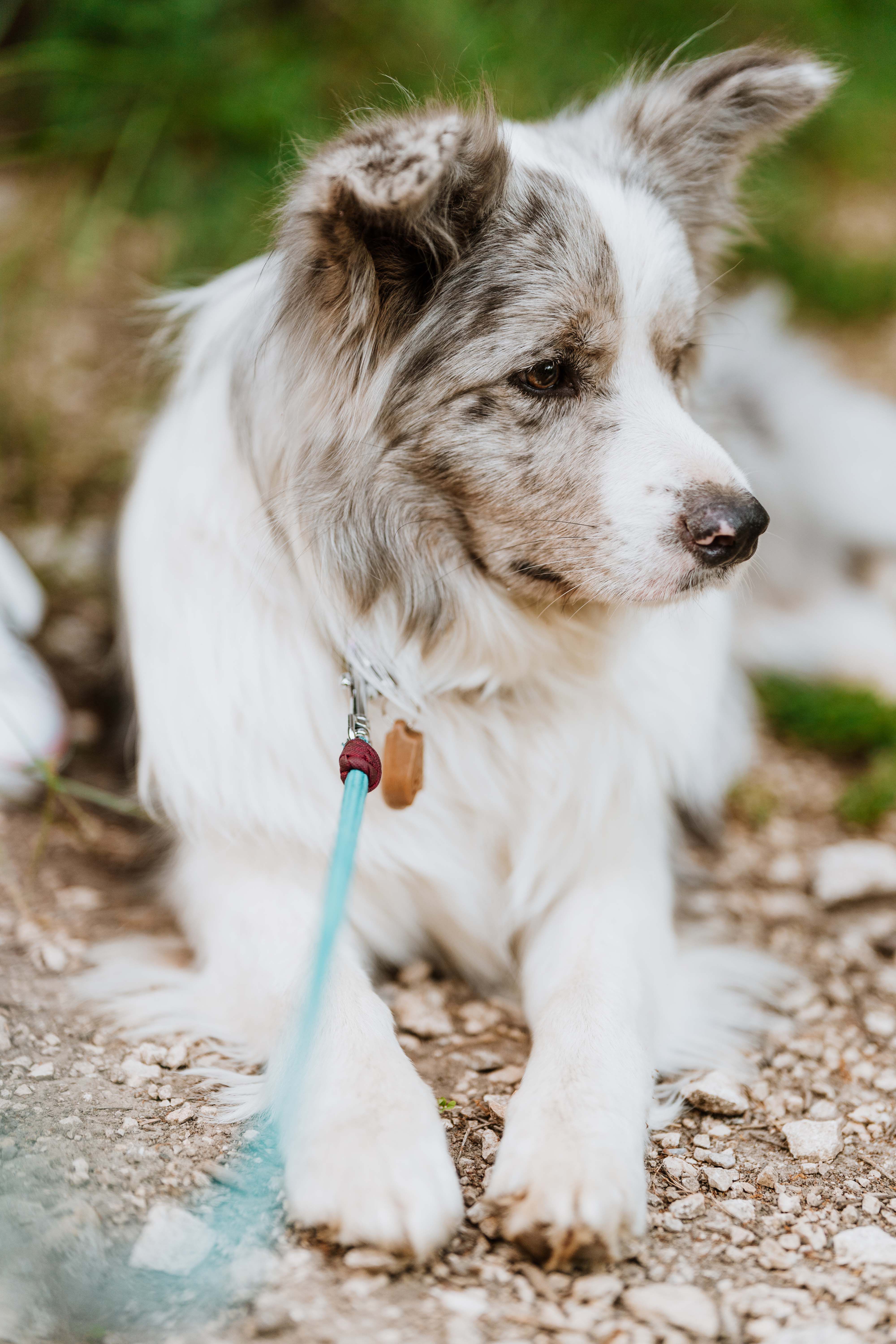 Tickless Ecopet Ultrasoon - Anti Vlooien en teken