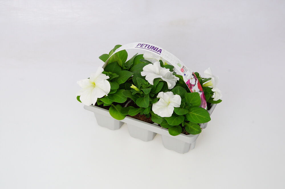 Perkplanten mix - Eenjarige planten - Diverse kleuren