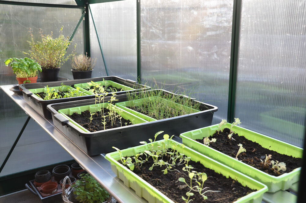 ROYAL WELL Grower - Kweektafel - M