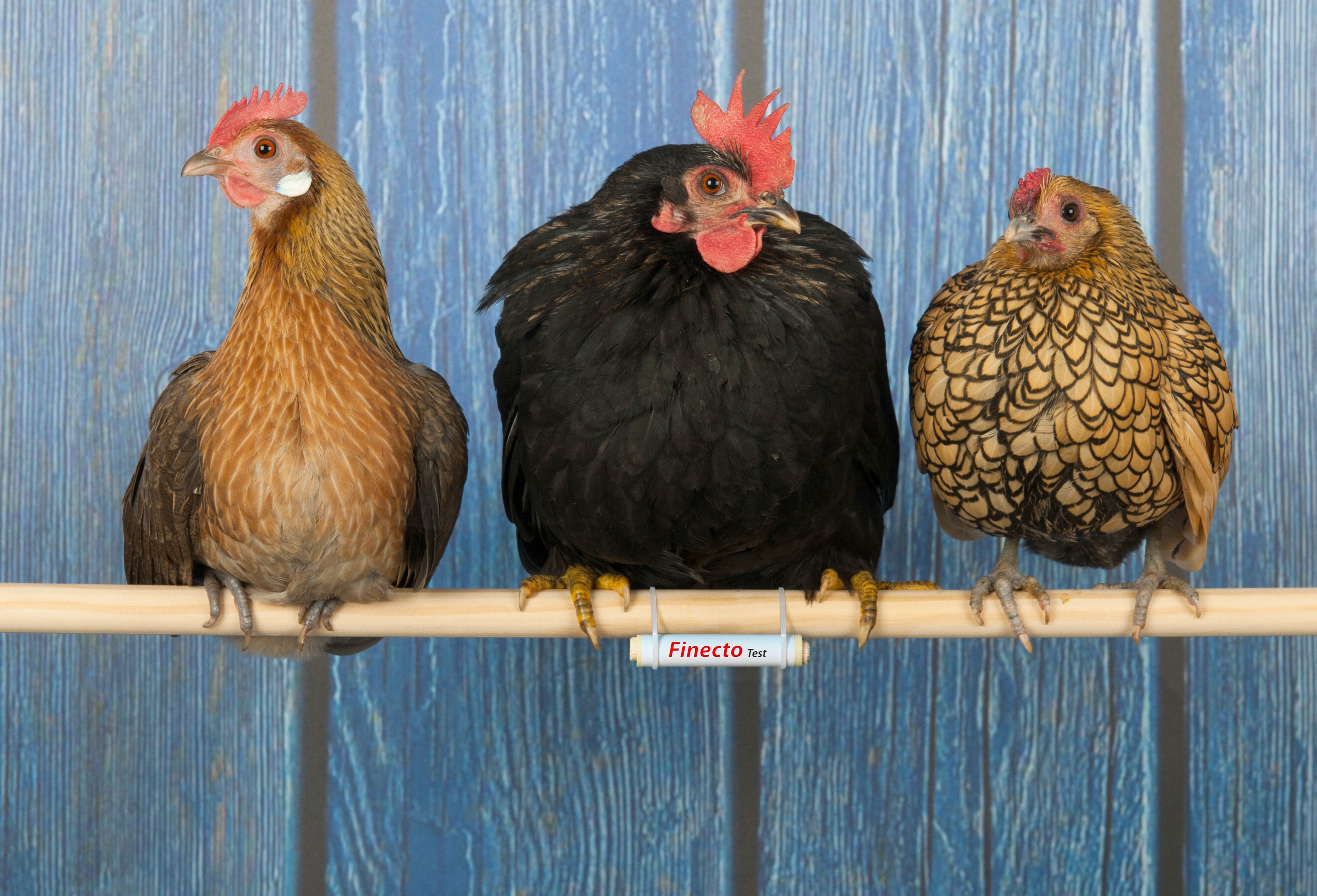 Finecto+ Bloedluistest - Luizenmiddel - 2 Stuks