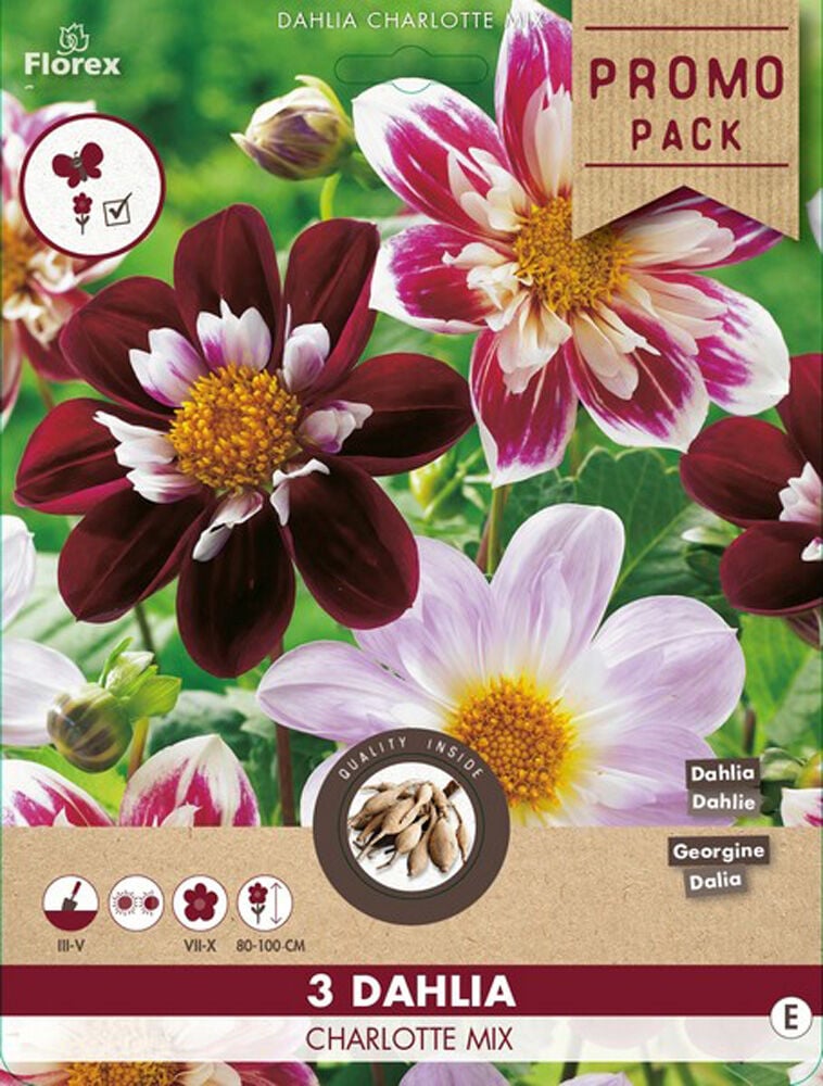 Florex Dahlia Charlotte Mix - Bloembollen - Multi