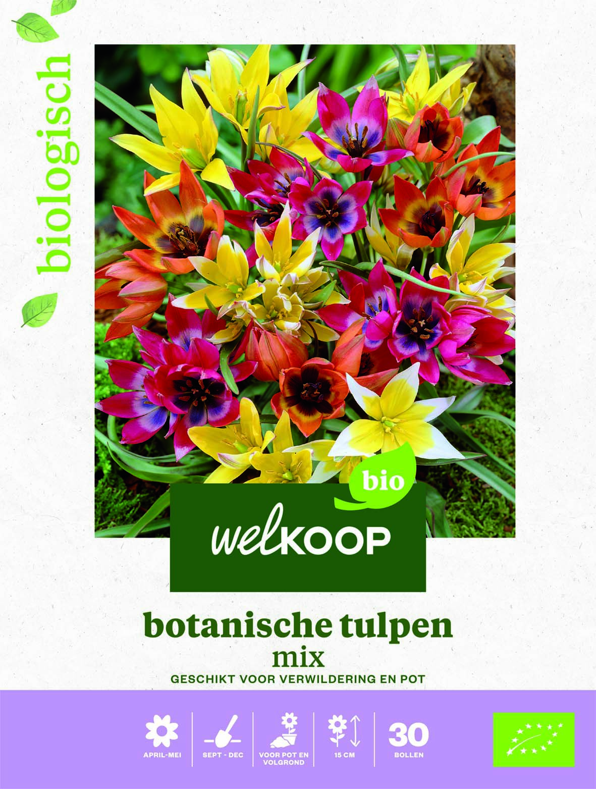 Welkoop Tulp Biologisch Botanische mix - Bloembollen Welkoop Tulp Biologisch Botanische mix - Bloembollen