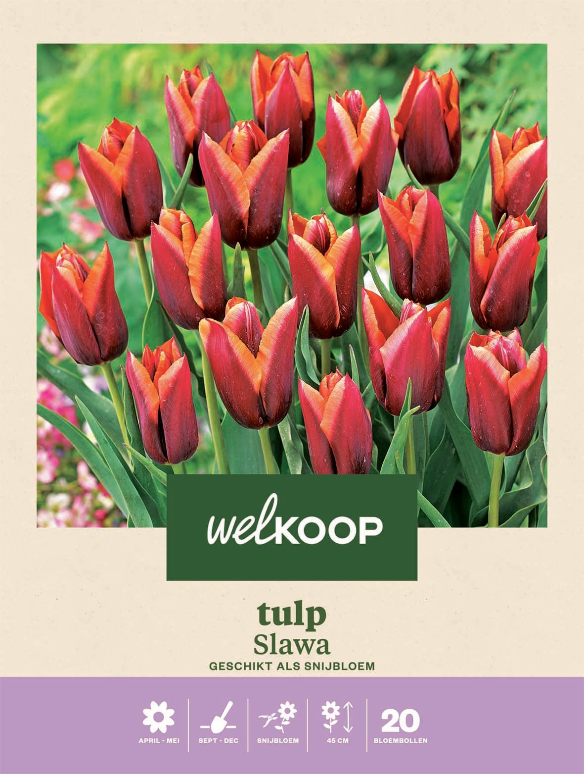 Welkoop Tulp Slawa - Bloembollen
