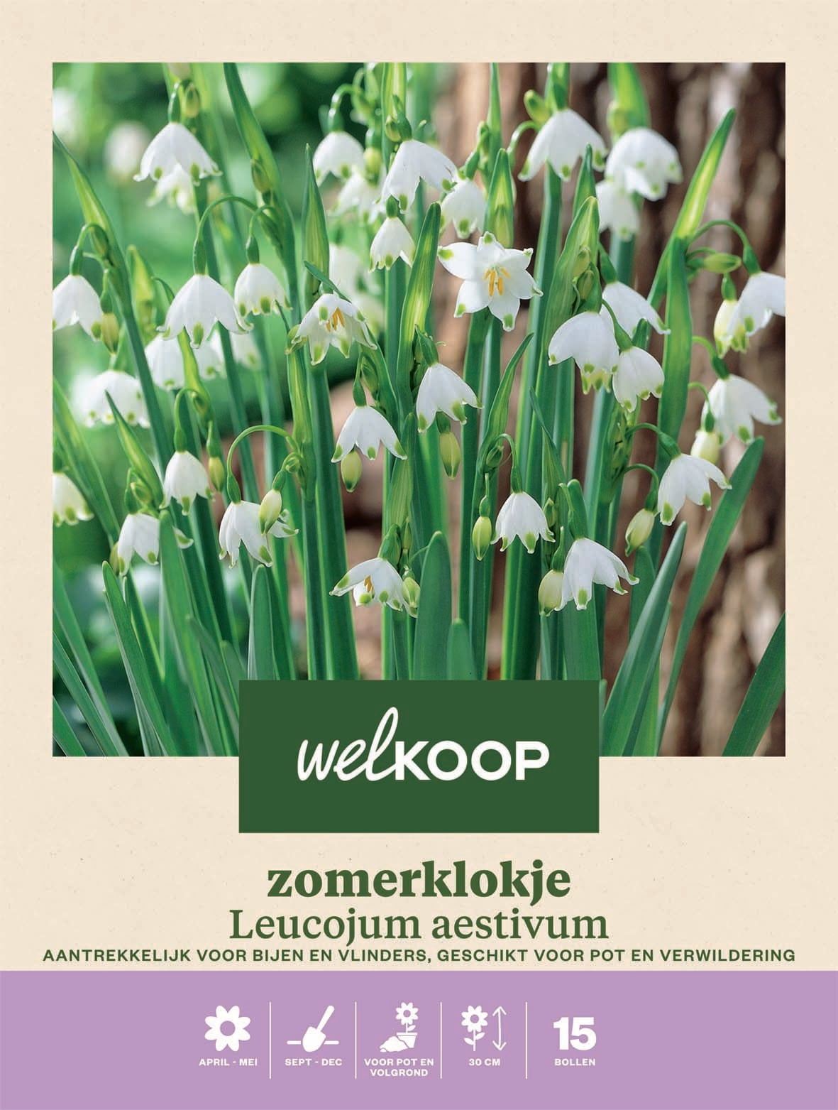 Welkoop Zomerklokje Leucojum aestivum - Bloembollen Welkoop Zomerklokje Leucojum aestivum - Bloembollen