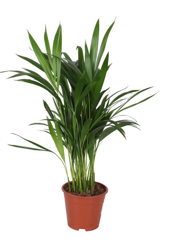 Dypsis (goudpalm) - Kamerplant - 14 cm Dypsis (goudpalm) - Kamerplant - 14 cm