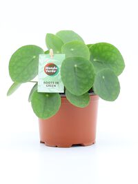 Pilea (Pannenkoekplant) - Kamerplant