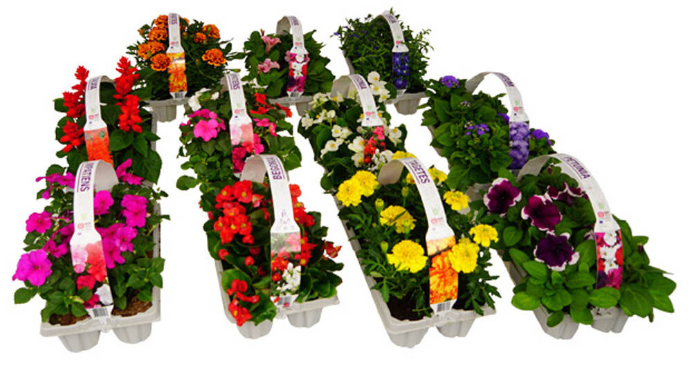 Perkplanten mix - Eenjarige planten - Diverse kleuren