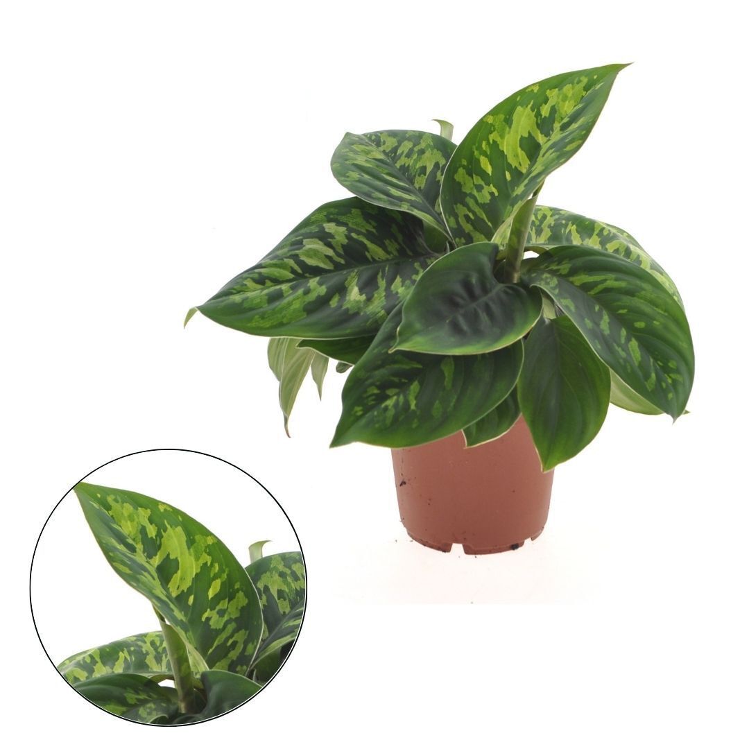 Homalomena Camouflage - Kamerplant