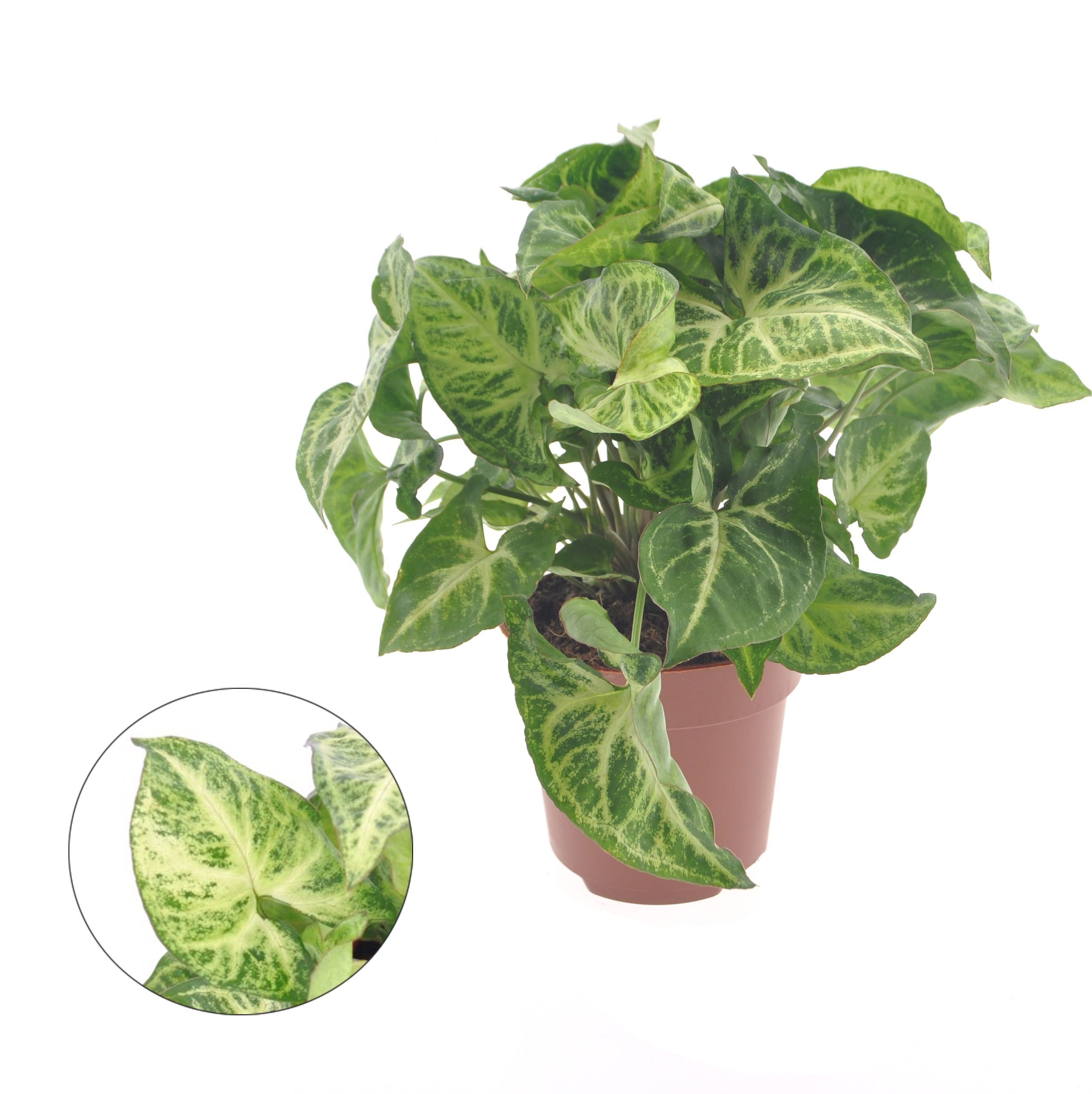 Syngonium (pijlpuntplant) - Kamerplant